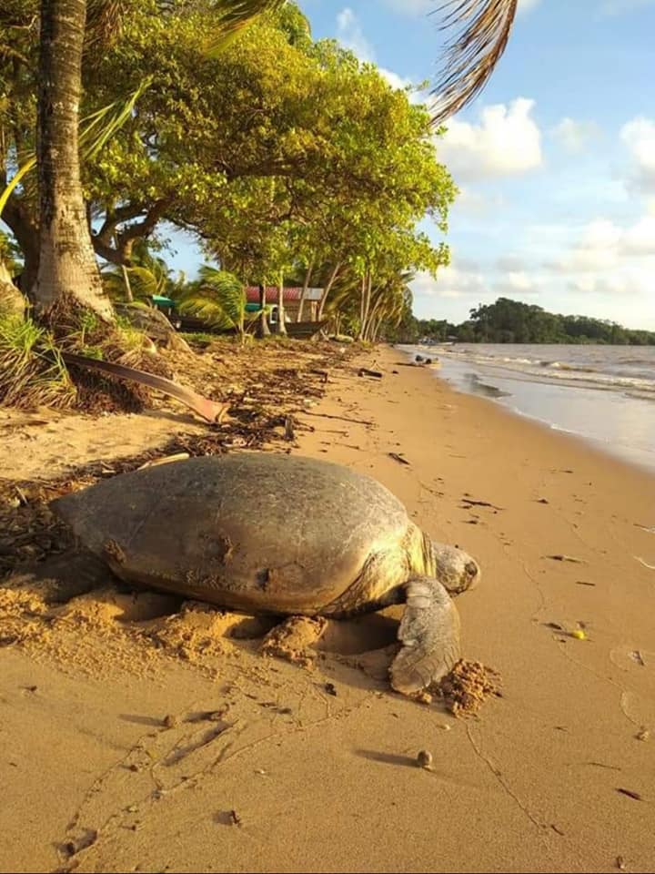 Turtle Tour