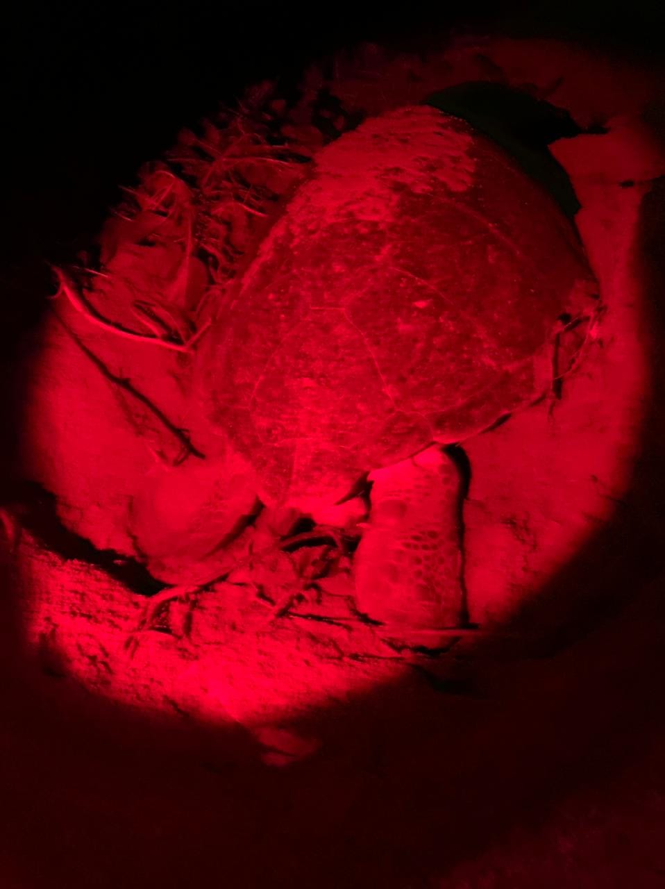 Zeeschildpadden foto 2