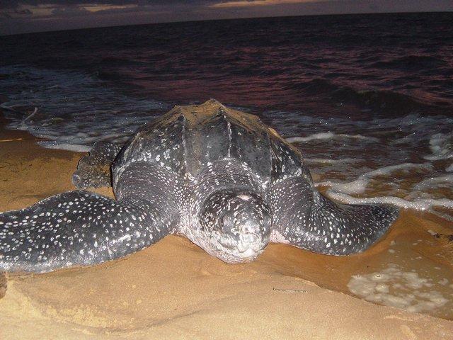Zeeschildpadden foto 6